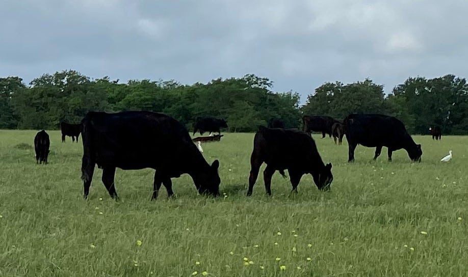 Beef Cattle for IVF