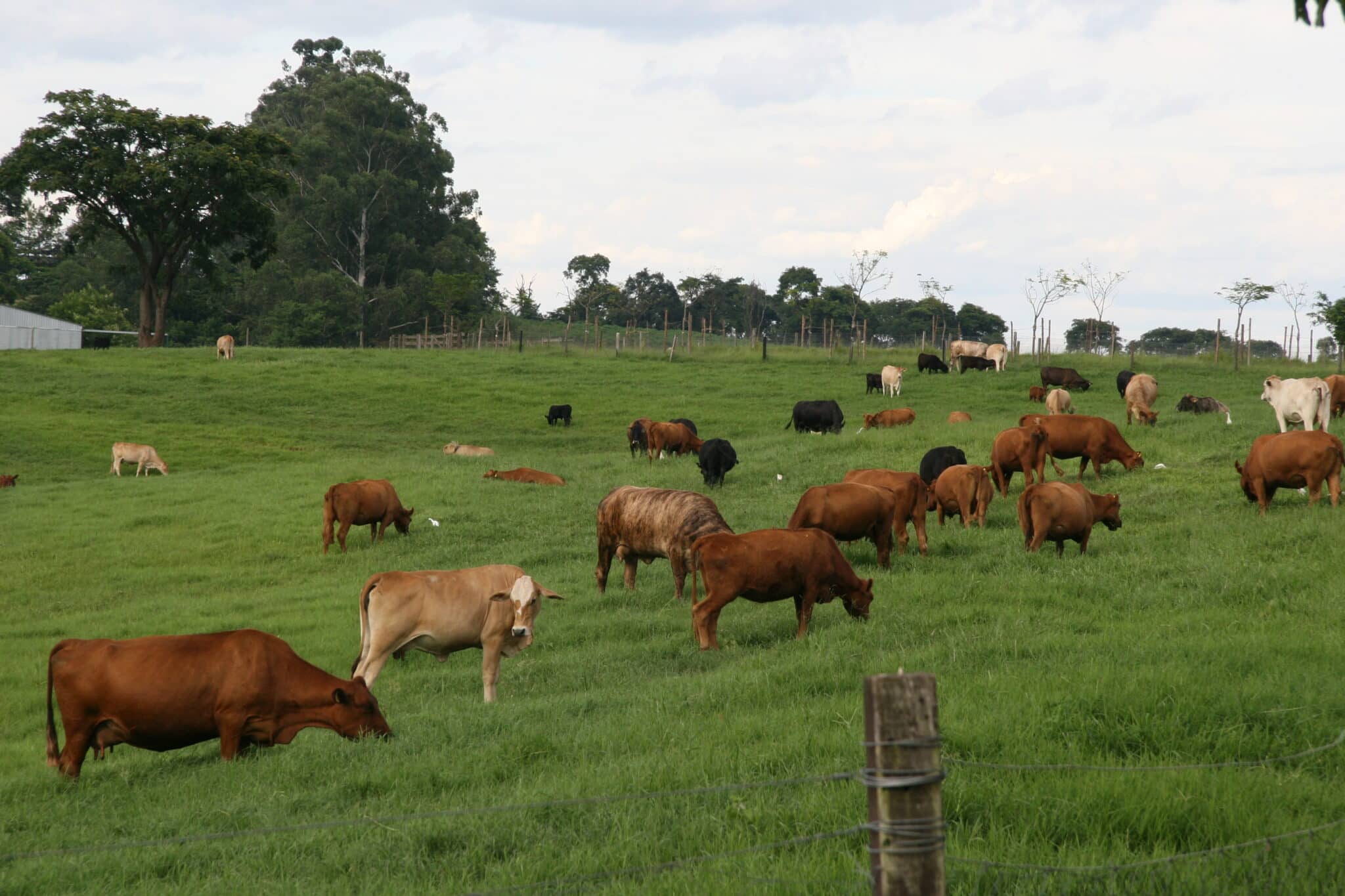 Beef Cattle for IVF