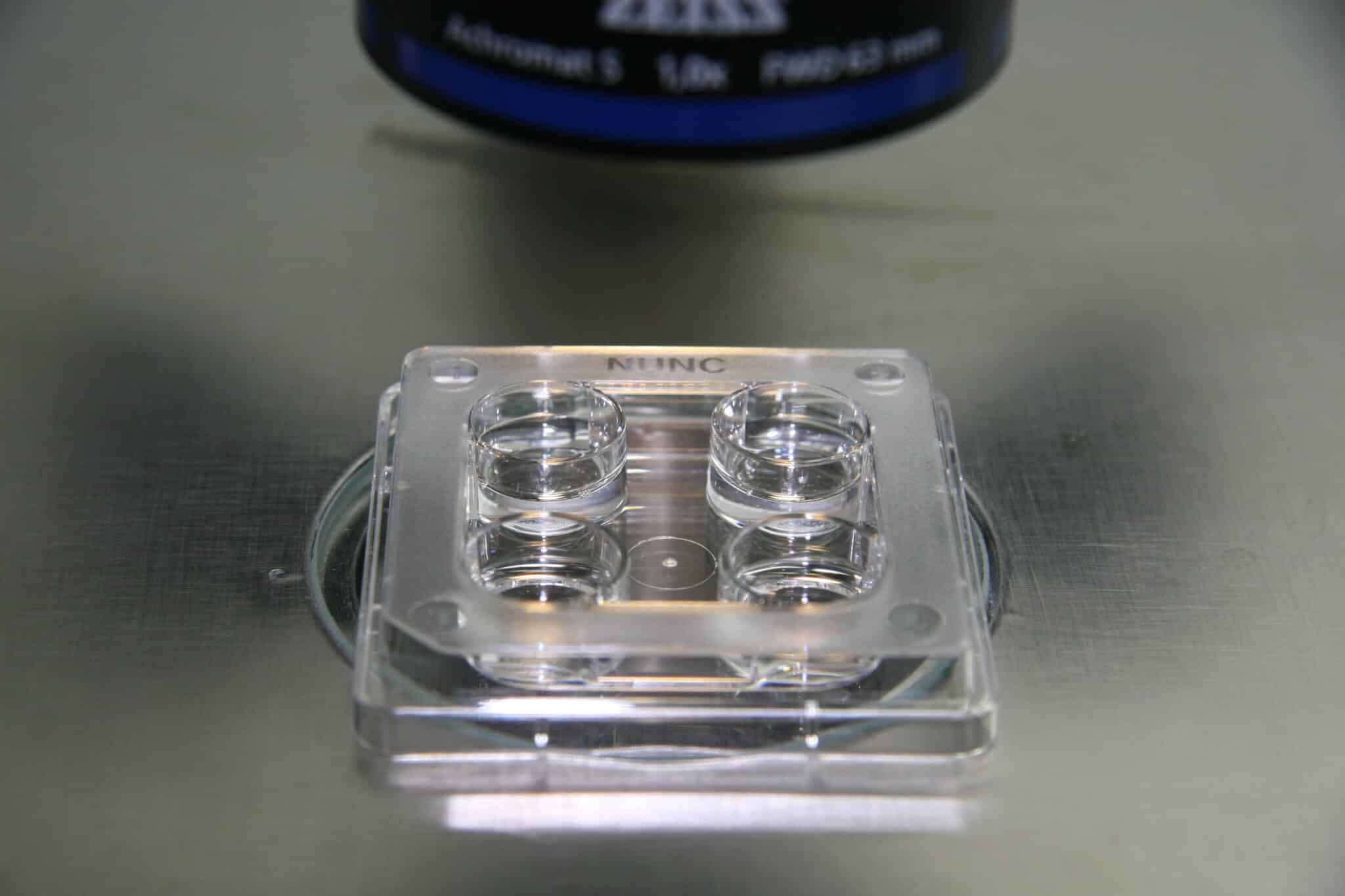 Services - Global services IVF Laboratory Set Up Services - Global services IVF Laboratory Set Up