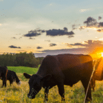Maxxibeef: Revolutionizing Cattle Ranching