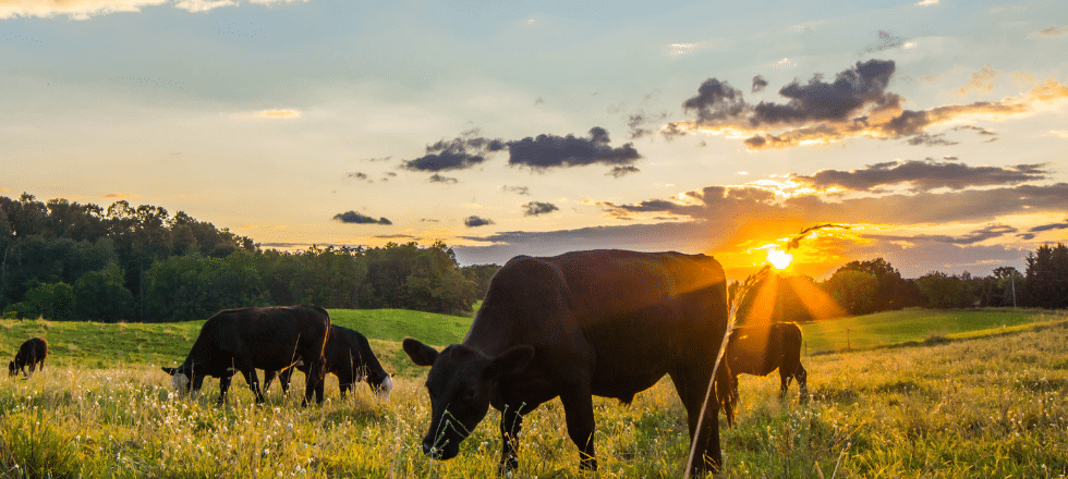 Maxxibeef: Revolutionizing Cattle Ranching