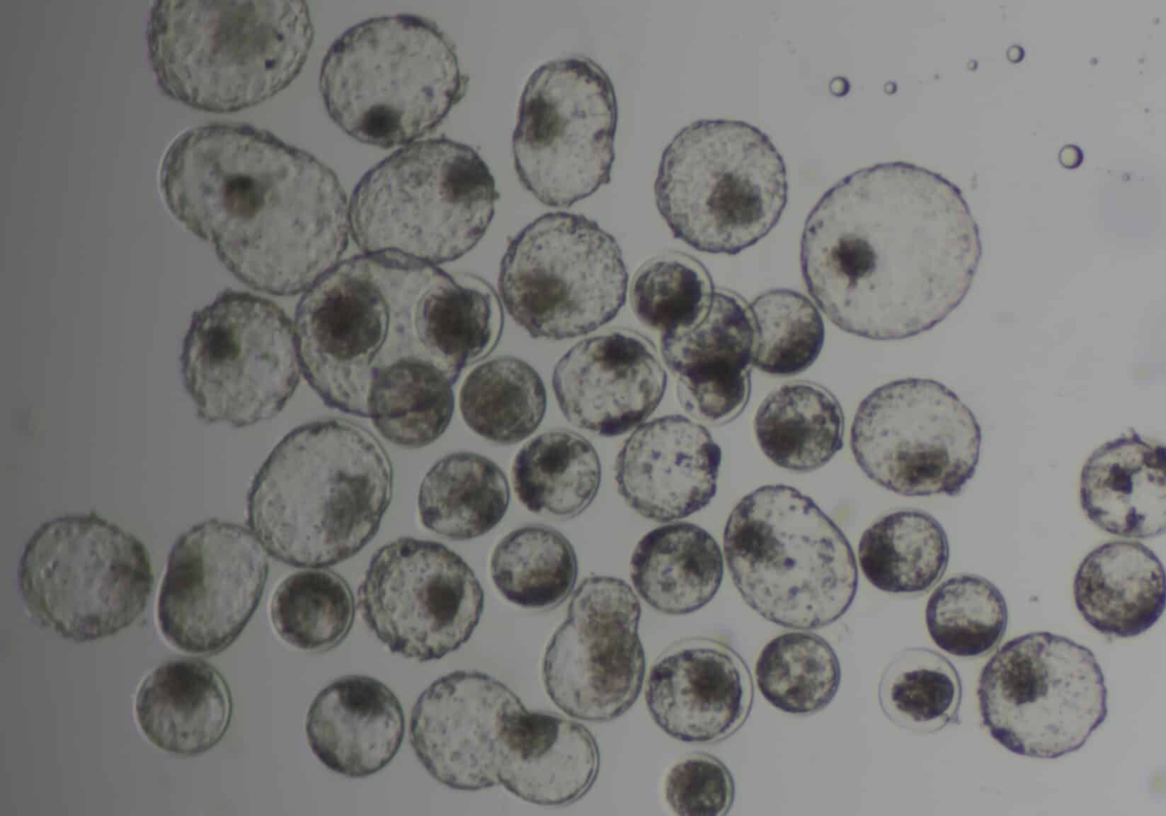 CameraAdapter: 0.5x / MicroscopeName: Axiocam208